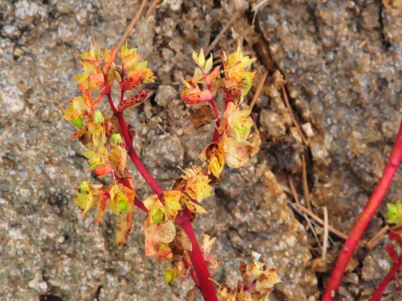 Euphorbia peplus